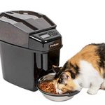 Best Automatic Cat Feeder